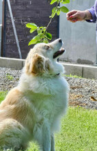 BENE, Hund, Hütehund-Mix in Bulgarien - Bild 5