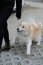 BENE, Hund, Hütehund-Mix in Bulgarien - Bild 6