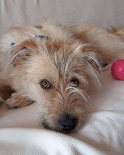 JAMIE, Hund, Mischlingshund in Berlin - Bild 2