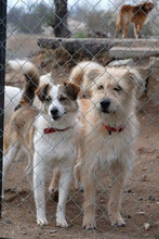 JAMIE, Hund, Mischlingshund in Berlin - Bild 3
