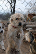 JAMIE, Hund, Mischlingshund in Berlin - Bild 5