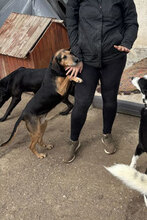 MARA, Hund, Mischlingshund in Bulgarien - Bild 2