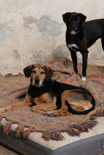 MARA, Hund, Mischlingshund in Bulgarien - Bild 3