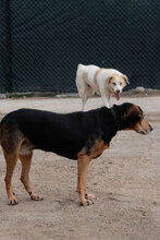 MARA, Hund, Mischlingshund in Bulgarien - Bild 4