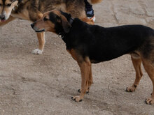 MARA, Hund, Mischlingshund in Bulgarien - Bild 5