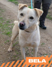 BELA, Hund, Mischlingshund in Bulgarien - Bild 1