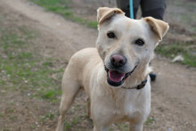 BELA, Hund, Mischlingshund in Bulgarien - Bild 2