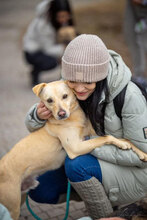 BELA, Hund, Mischlingshund in Bulgarien - Bild 3