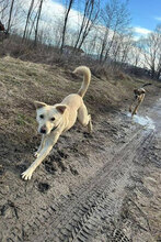 BELA, Hund, Mischlingshund in Bulgarien - Bild 4