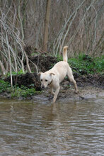 BELA, Hund, Mischlingshund in Bulgarien - Bild 7