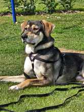 MONTI, Hund, Mischlingshund in Eixen - Bild 1