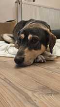 MONTI, Hund, Mischlingshund in Eixen - Bild 2