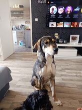 MONTI, Hund, Mischlingshund in Eixen - Bild 3