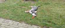 MONTI, Hund, Mischlingshund in Eixen - Bild 5