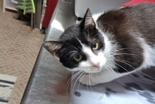 BIANCHINAJUVENTINA, Katze, Europäisch Kurzhaar in Italien - Bild 1
