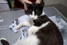 BIANCHINAJUVENTINA, Katze, Europäisch Kurzhaar in Italien - Bild 2