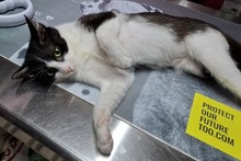 BIANCHINAJUVENTINA, Katze, Europäisch Kurzhaar in Italien - Bild 3