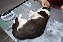 BIANCHINAJUVENTINA, Katze, Europäisch Kurzhaar in Italien - Bild 4
