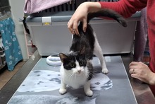 BIANCHINAJUVENTINA, Katze, Europäisch Kurzhaar in Italien - Bild 5
