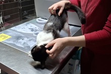 BIANCHINAJUVENTINA, Katze, Europäisch Kurzhaar in Italien - Bild 6