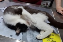 BIANCHINAJUVENTINA, Katze, Europäisch Kurzhaar in Italien - Bild 7