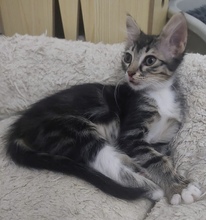 TOK, Katze, Europäisch Kurzhaar in Zypern - Bild 1
