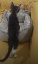 TOK, Katze, Europäisch Kurzhaar in Zypern - Bild 2