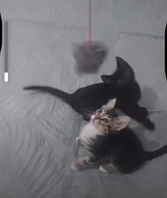 TOK, Katze, Europäisch Kurzhaar in Zypern - Bild 3