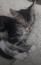 TOK, Katze, Europäisch Kurzhaar in Zypern - Bild 4