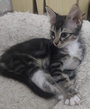 TOK, Katze, Europäisch Kurzhaar in Zypern - Bild 5