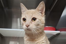 CIPOLLINO, Katze, Europäisch Kurzhaar in Italien - Bild 1
