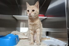 CIPOLLINO, Katze, Europäisch Kurzhaar in Italien - Bild 2
