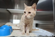 CIPOLLINO, Katze, Europäisch Kurzhaar in Italien - Bild 3
