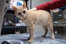 CIPOLLINO, Katze, Europäisch Kurzhaar in Italien - Bild 4