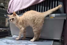 CIPOLLINO, Katze, Europäisch Kurzhaar in Italien - Bild 5
