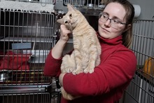CIPOLLINO, Katze, Europäisch Kurzhaar in Italien - Bild 6