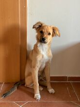 DUSTIN, Hund, Mischlingshund in Roth - Bild 1
