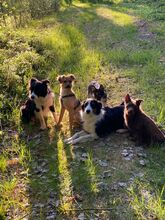DUSTIN, Hund, Mischlingshund in Roth - Bild 2