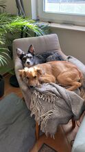 DUSTIN, Hund, Mischlingshund in Roth - Bild 3