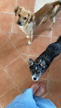 DUSTIN, Hund, Mischlingshund in Roth - Bild 4