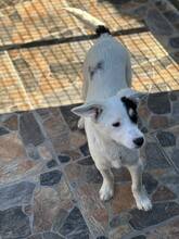 JACK, Hund, Mischlingshund in Bulgarien - Bild 10