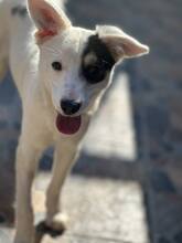JACK, Hund, Mischlingshund in Bulgarien - Bild 2