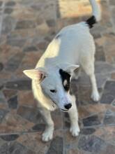 JACK, Hund, Mischlingshund in Bulgarien - Bild 3