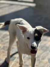 JACK, Hund, Mischlingshund in Bulgarien - Bild 4