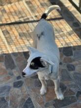 JACK, Hund, Mischlingshund in Bulgarien - Bild 5