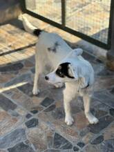 JACK, Hund, Mischlingshund in Bulgarien - Bild 6