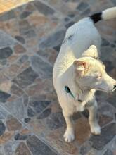 JACK, Hund, Mischlingshund in Bulgarien - Bild 7