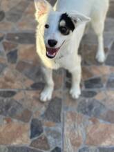 JACK, Hund, Mischlingshund in Bulgarien - Bild 8