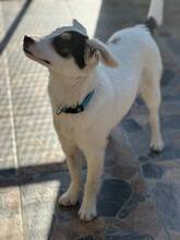 JACK, Hund, Mischlingshund in Bulgarien - Bild 9