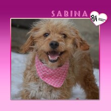 SABINA, Hund, Mischlingshund in Bulgarien - Bild 1